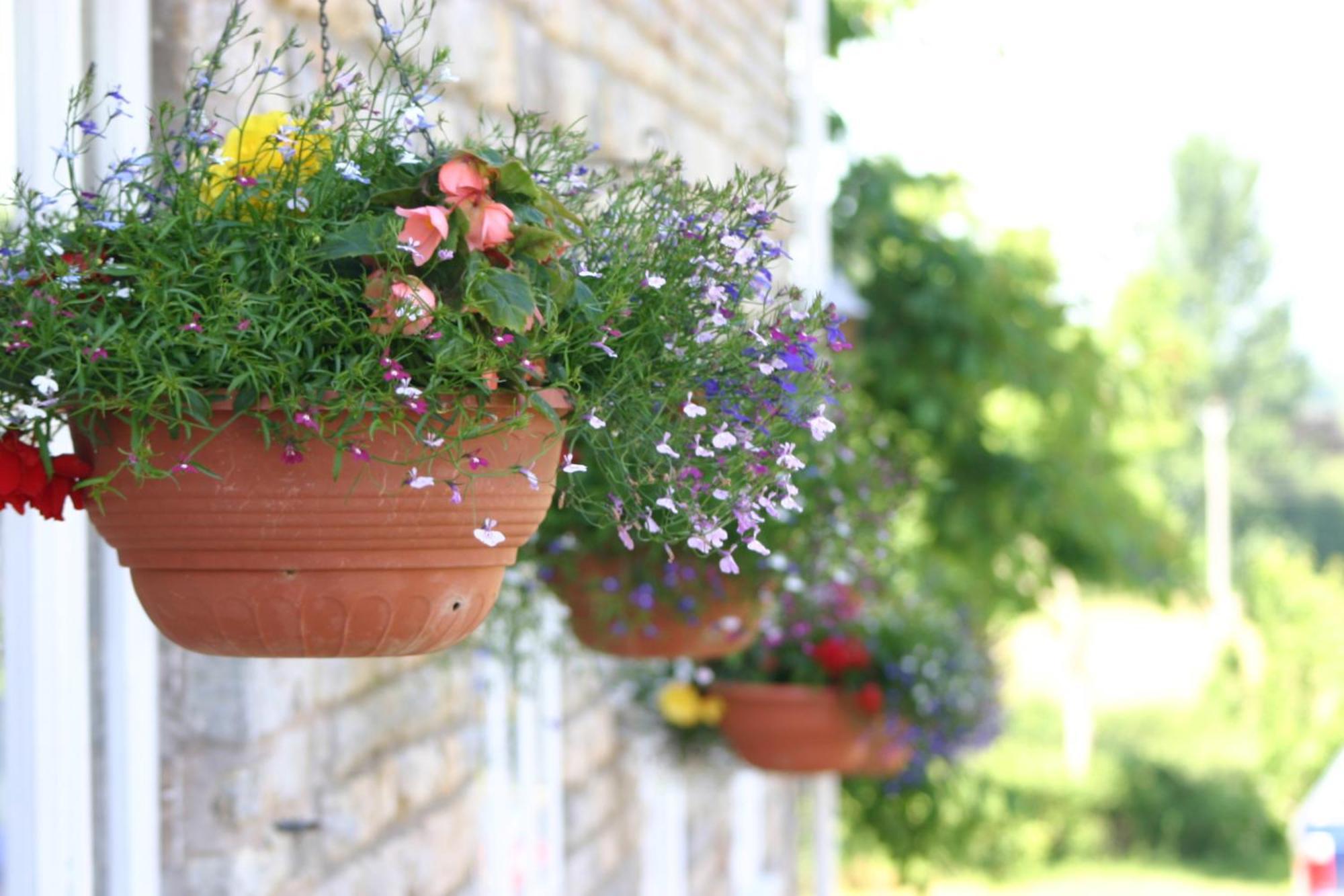 Crossways Wells Exterior foto Flower pots